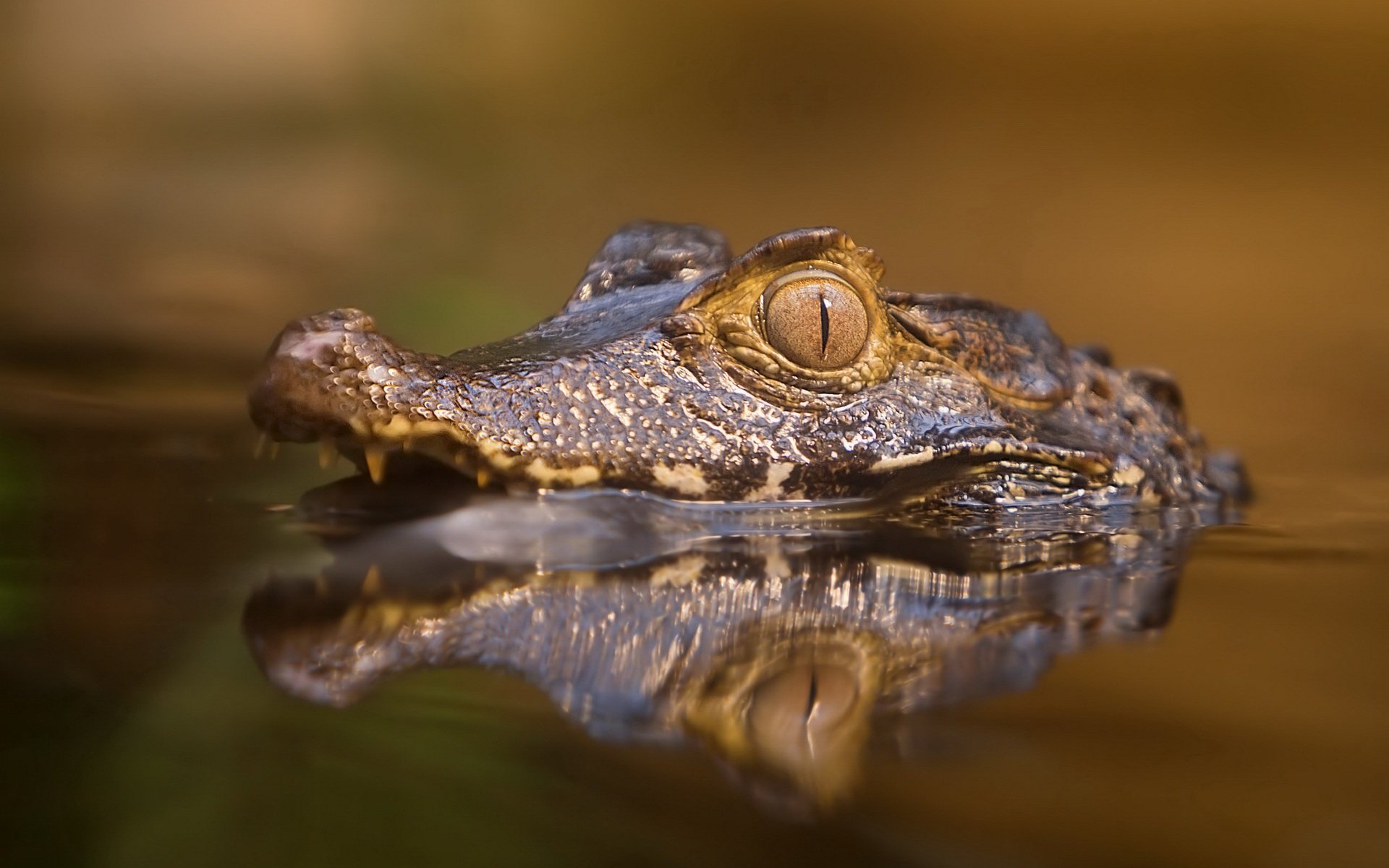 Download Animal Crocodile HD Wallpaper