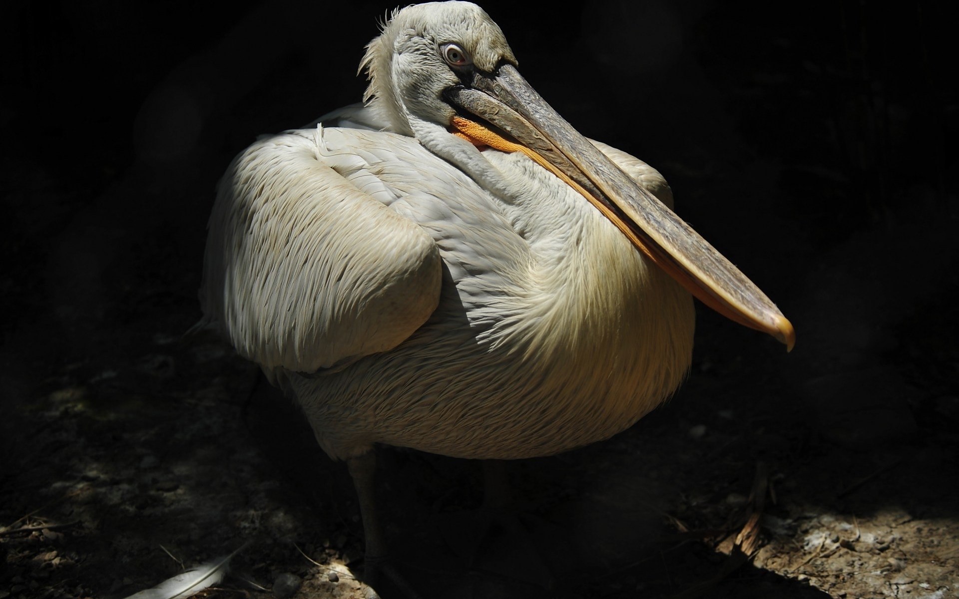 HD PC desktop wallpaper featuring a close-up of a pelican with detailed feathers against a dark background.