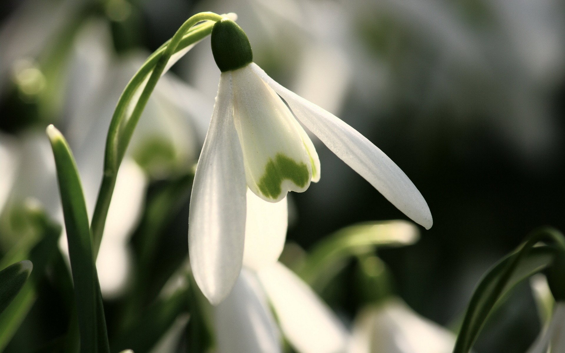 Snowdrop HD Wallpaper