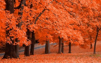 HD Wallpaper | Background Image ID:378036