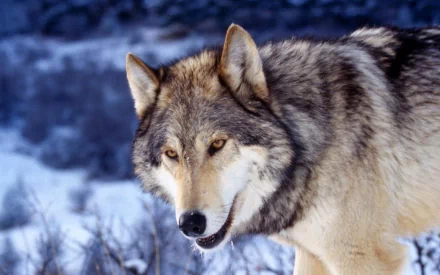 Animal gray wolf HD Desktop Wallpaper | Background Image