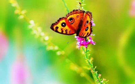 A colorful HD desktop wallpaper depicting a vibrant butterfly resting on a pink flower amidst lush spring greenery in nature.