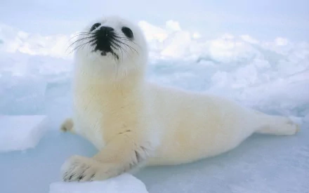 Harp seal pup resting on ice, captured in a high-definition PC desktop wallpaper showcasing the animal in its Arctic habitat.