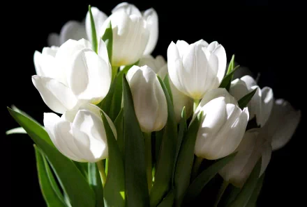A stunning HD wallpaper featuring a bouquet of vibrant white tulips against a dark background, highlighting the beauty of nature and floral elegance.