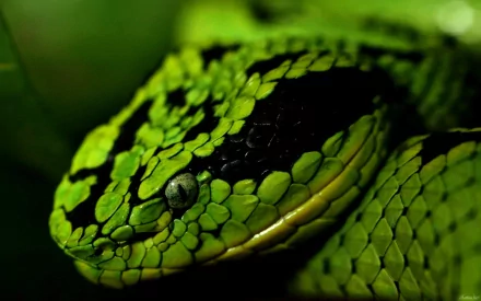 HD PC desktop wallpaper featuring a close-up of a vibrant green snake with detailed scales and striking eye, highlighting the beauty of this animal.