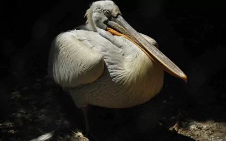 HD PC desktop wallpaper featuring a close-up of a pelican with detailed feathers against a dark background.