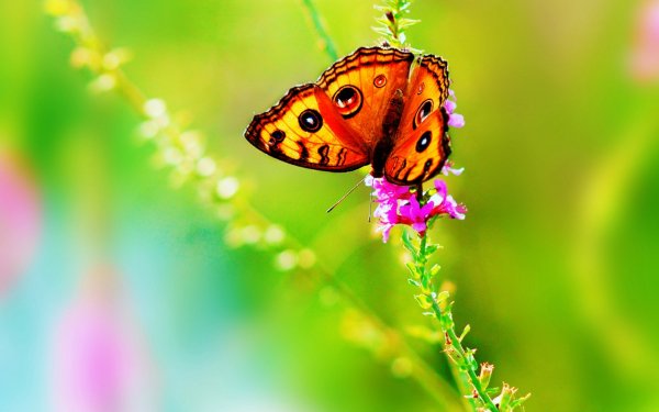 Animales Mariposa Verde Primavera Naturaleza Colorful Fondo de pantalla HD | Fondo de Escritorio