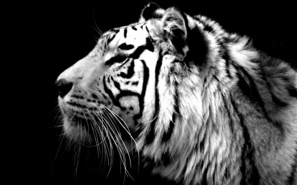 Animal White Tiger Cats HD Wallpaper | Background Image