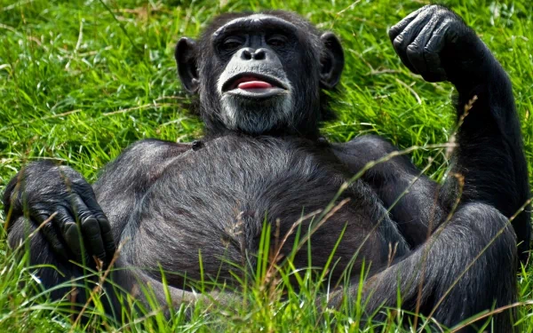 Animal chimpanzee HD Desktop Wallpaper | Background Image