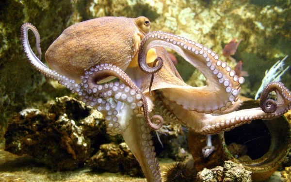 Animal octopus HD Desktop Wallpaper | Background Image