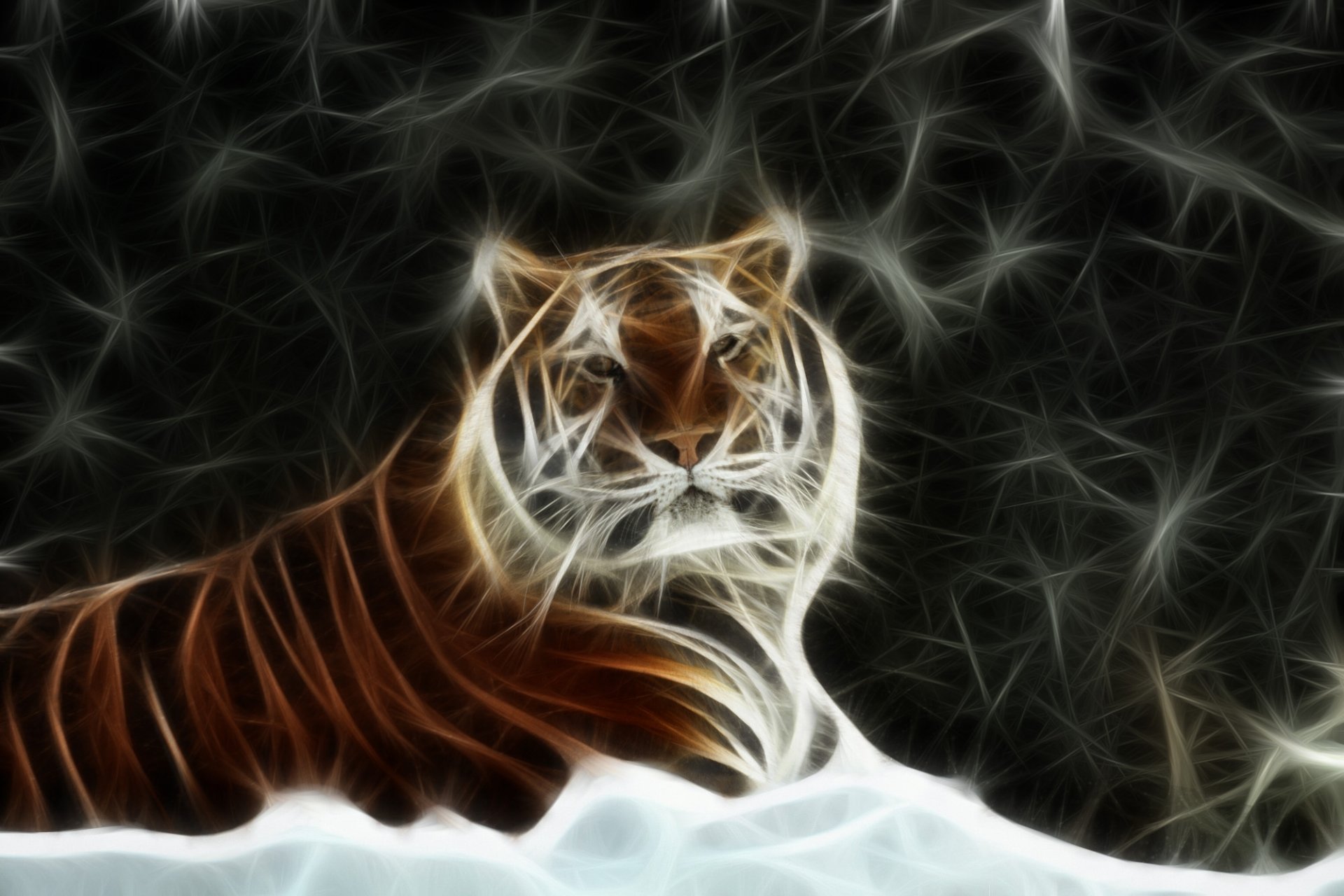 Download Animal Tiger HD Wallpaper