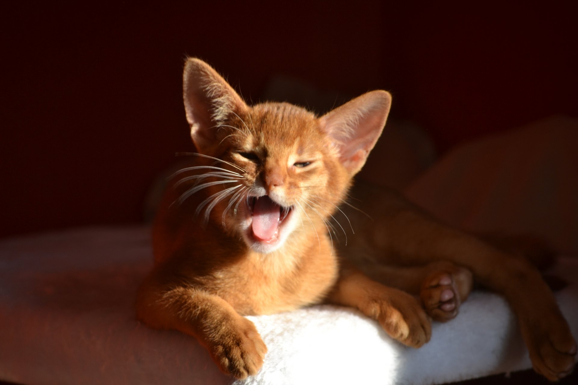 Close-up of an orange cat yawning, captured in sharp detail as a 4K Ultra HD PC desktop wallpaper with warm lighting and a dark background.