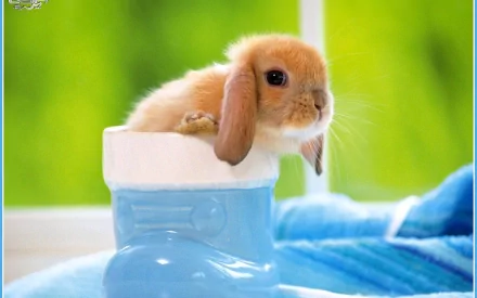 HD desktop wallpaper of a cute hare sitting inside a blue boot, set against a green and blue background.