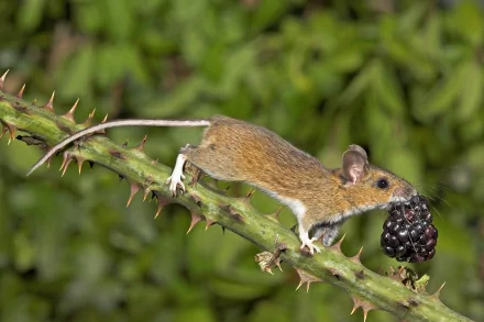Animal mouse HD Desktop Wallpaper | Background Image