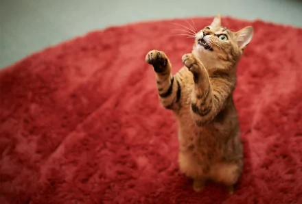 HD PC desktop wallpaper featuring a playful cat standing on its hind legs against a soft red background.