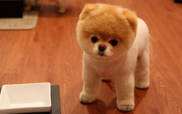 Animal Pomeranian HD Desktop Wallpaper | Background Image