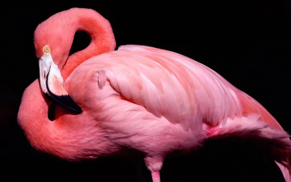 HD desktop wallpaper featuring a vibrant pink flamingo against a deep black background, highlighting the bird's elegant curve and detailed feathers.