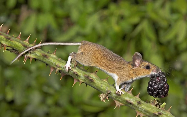 Animal mouse HD Desktop Wallpaper | Background Image