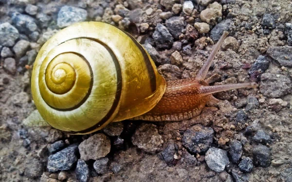 HD desktop wallpaper featuring a close-up of a snail with a yellow spiral shell crawling on a textured rocky surface.