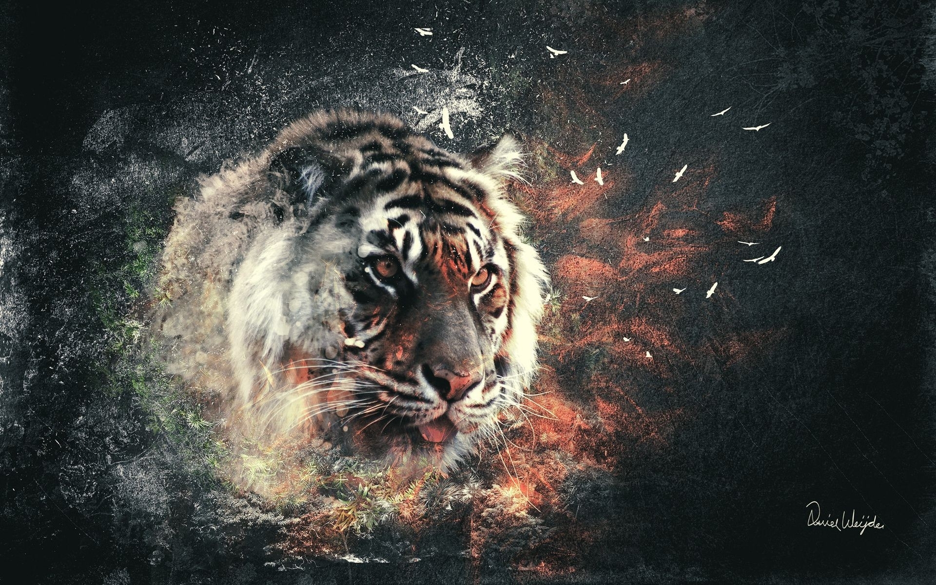 Tiger 3D HD Desktop Wallpapers 6516 - Amazing Wallpaperz