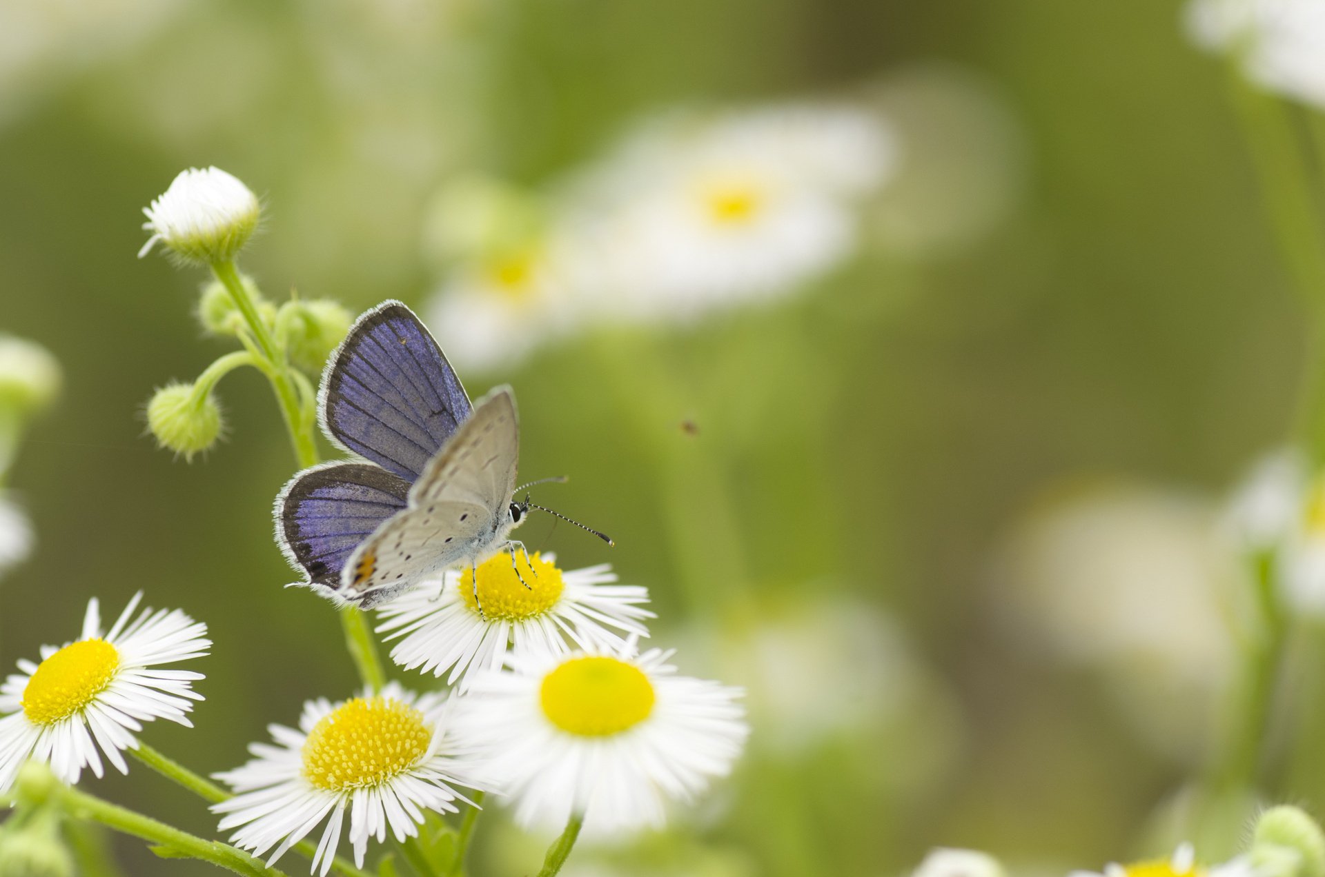 Download Animal Butterfly HD Wallpaper