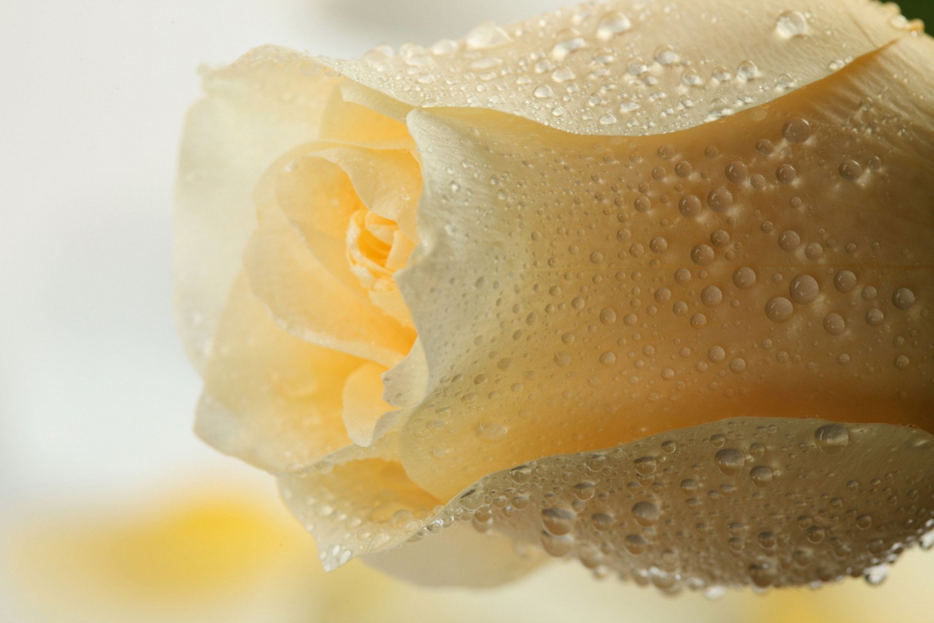 Download Nature Rose HD Wallpaper