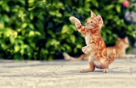 A playful orange cat stands on its hind legs, reaching out with its paw against a vibrant green background, making for an engaging HD PC desktop wallpaper and background.