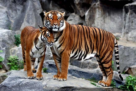 Two majestic tigers stand side by side on rocky terrain, showcasing their striking orange and black stripes. This captivating image serves as a vibrant HD desktop wallpaper.