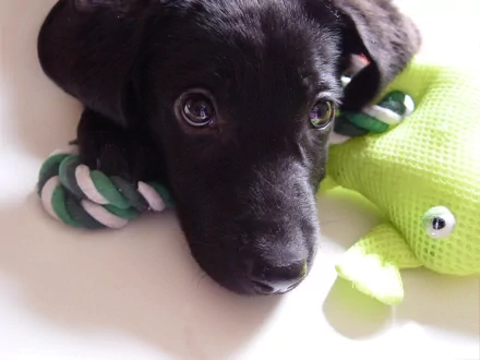 HD desktop wallpaper featuring a close-up of a black Labrador Retriever puppy lying next to a green plush toy on a white surface.