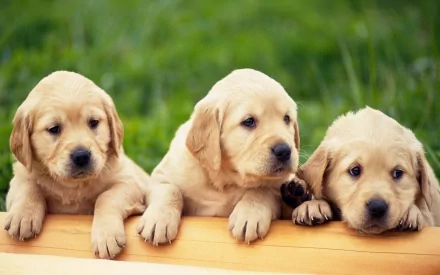 Three golden retriever puppies rest their heads on a wooden plank with a grassy background. The image is a high-definition desktop wallpaper and background, featuring adorable golden retriever pups.