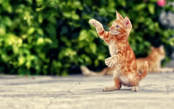 A playful orange cat stands on its hind legs, reaching out with its paw against a vibrant green background, making for an engaging HD PC desktop wallpaper and background.