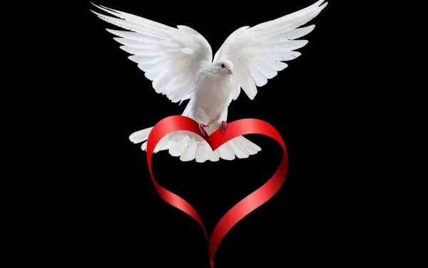 A white dove gracefully soars above a red ribbon shaped like a heart, set against a black background. This HD image serves as a striking desktop wallpaper.