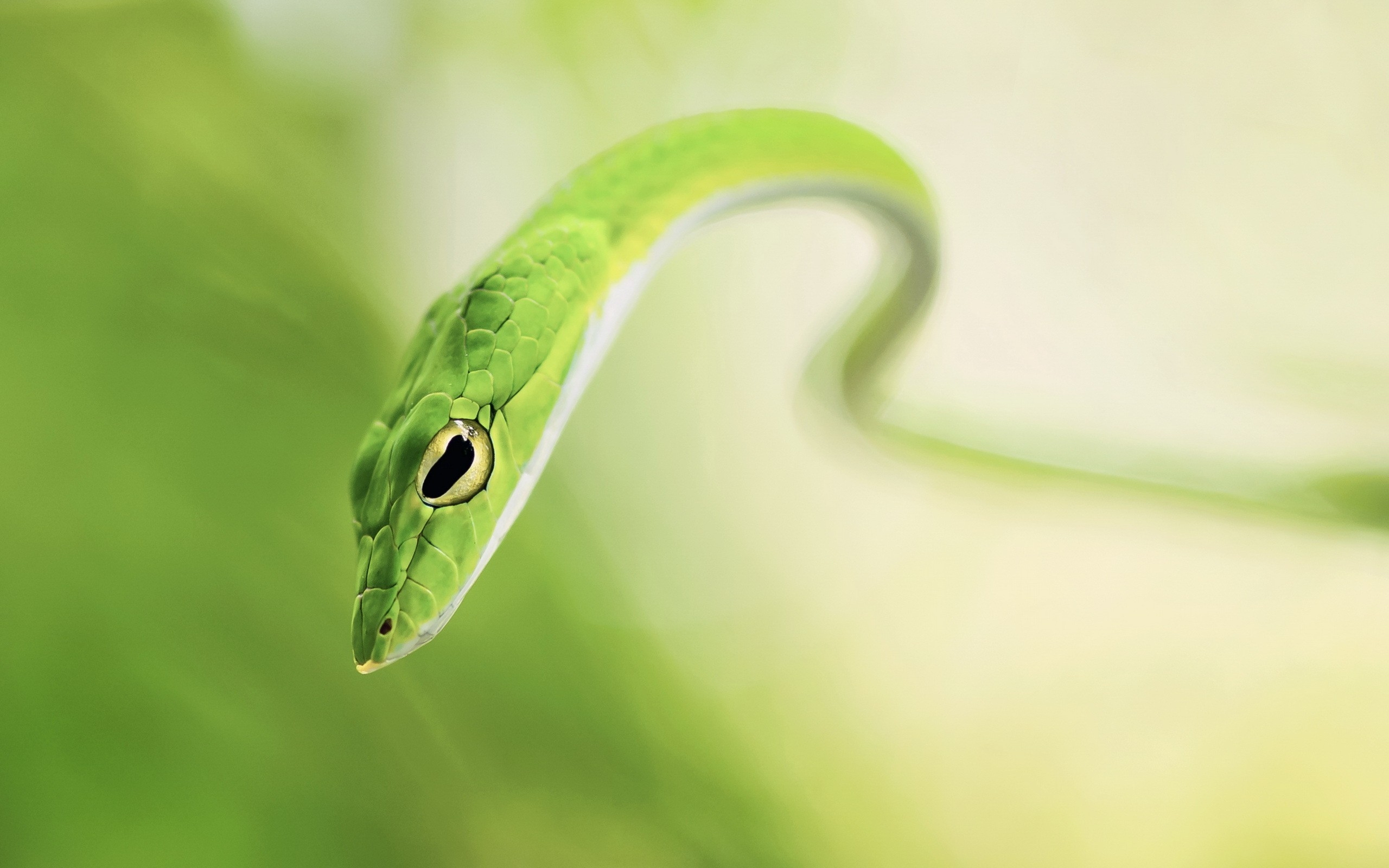 Animal Grass Snake HD Wallpaper