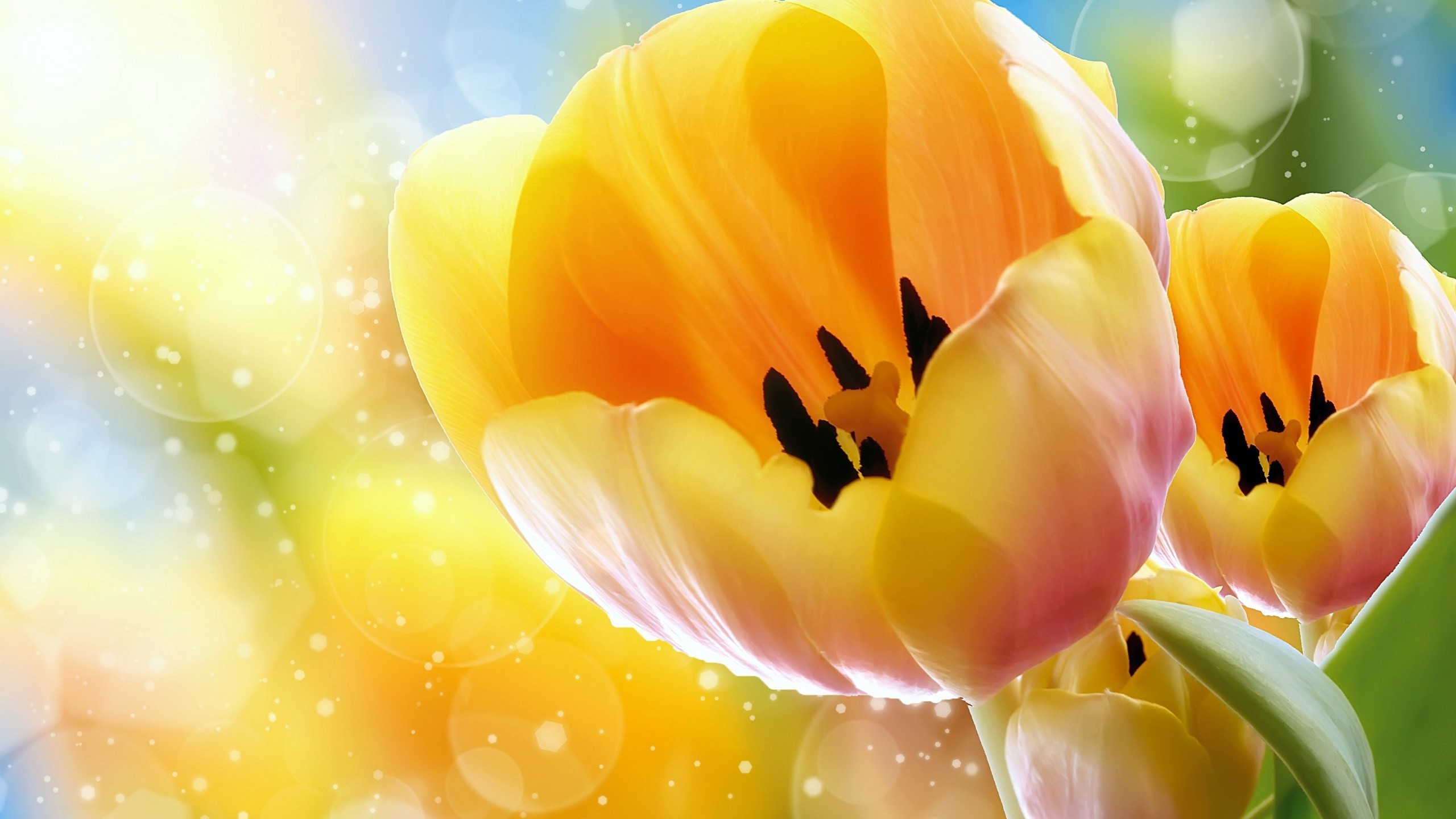 Nature Tulip Hd Wallpaper