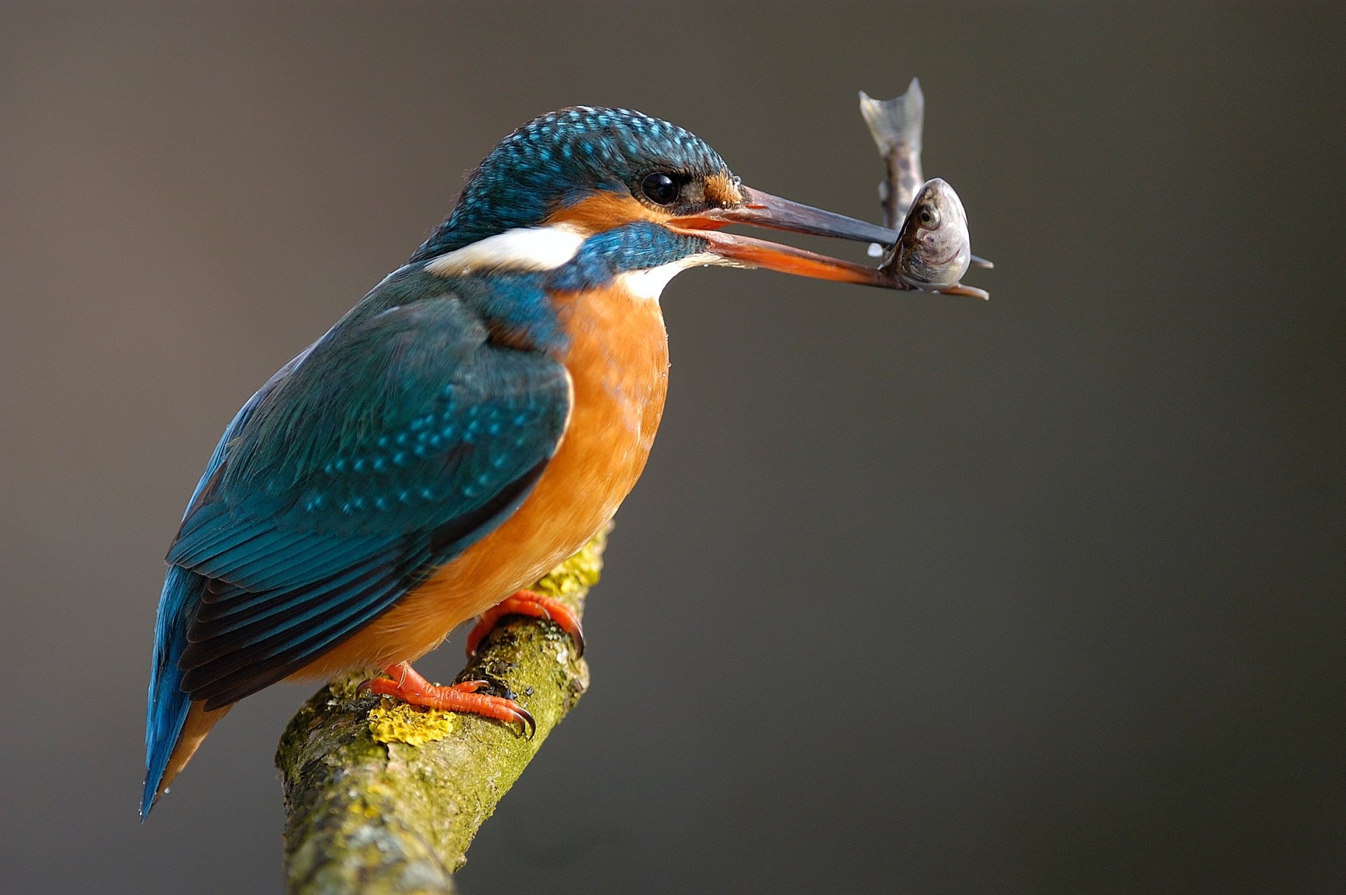 83228 Kingfisher Bird 4k Wallpaper Images