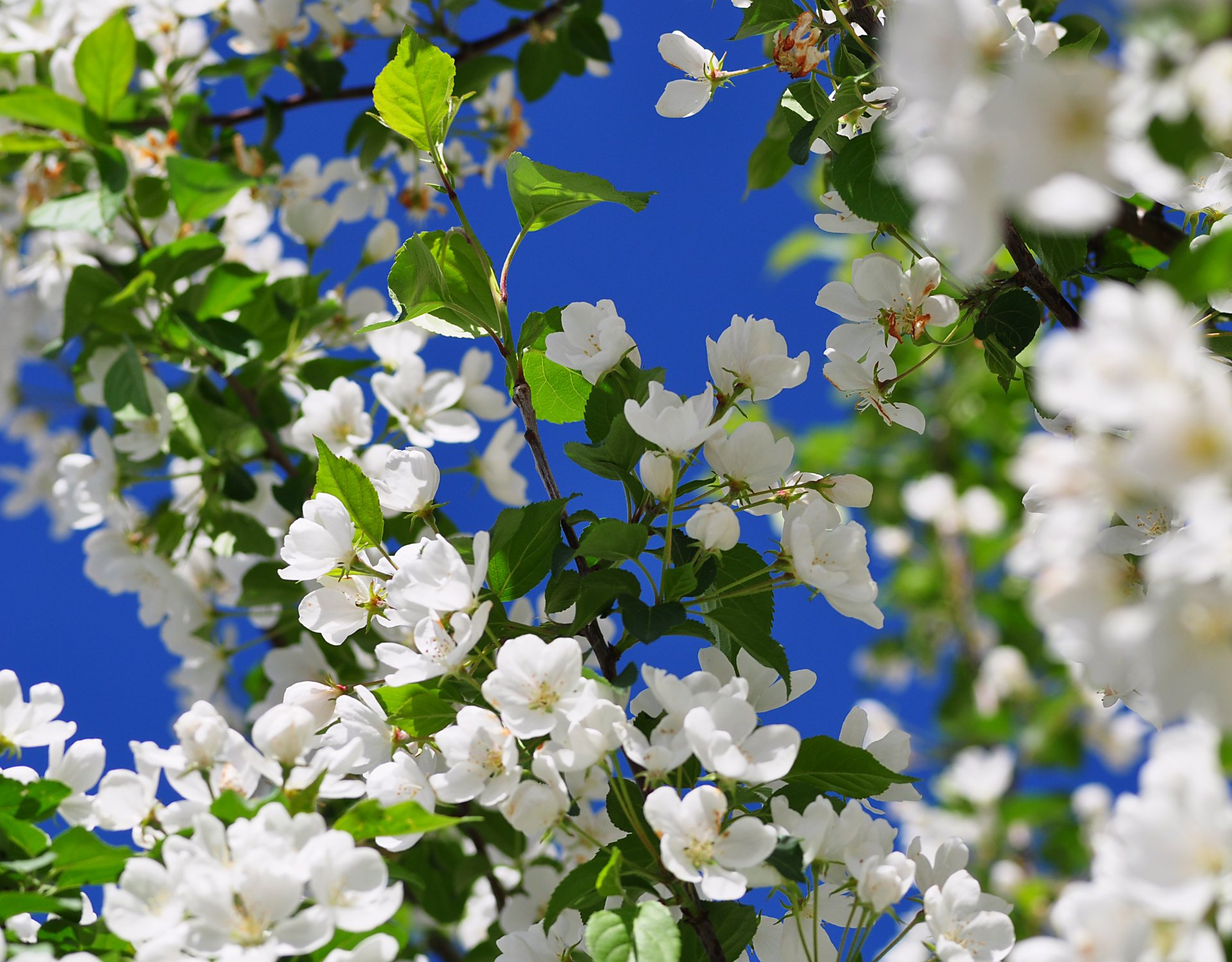HD PC desktop wallpaper featuring bright white blossoms on green leafy branches against a vivid blue sky, showcasing the beauty of nature in full bloom.