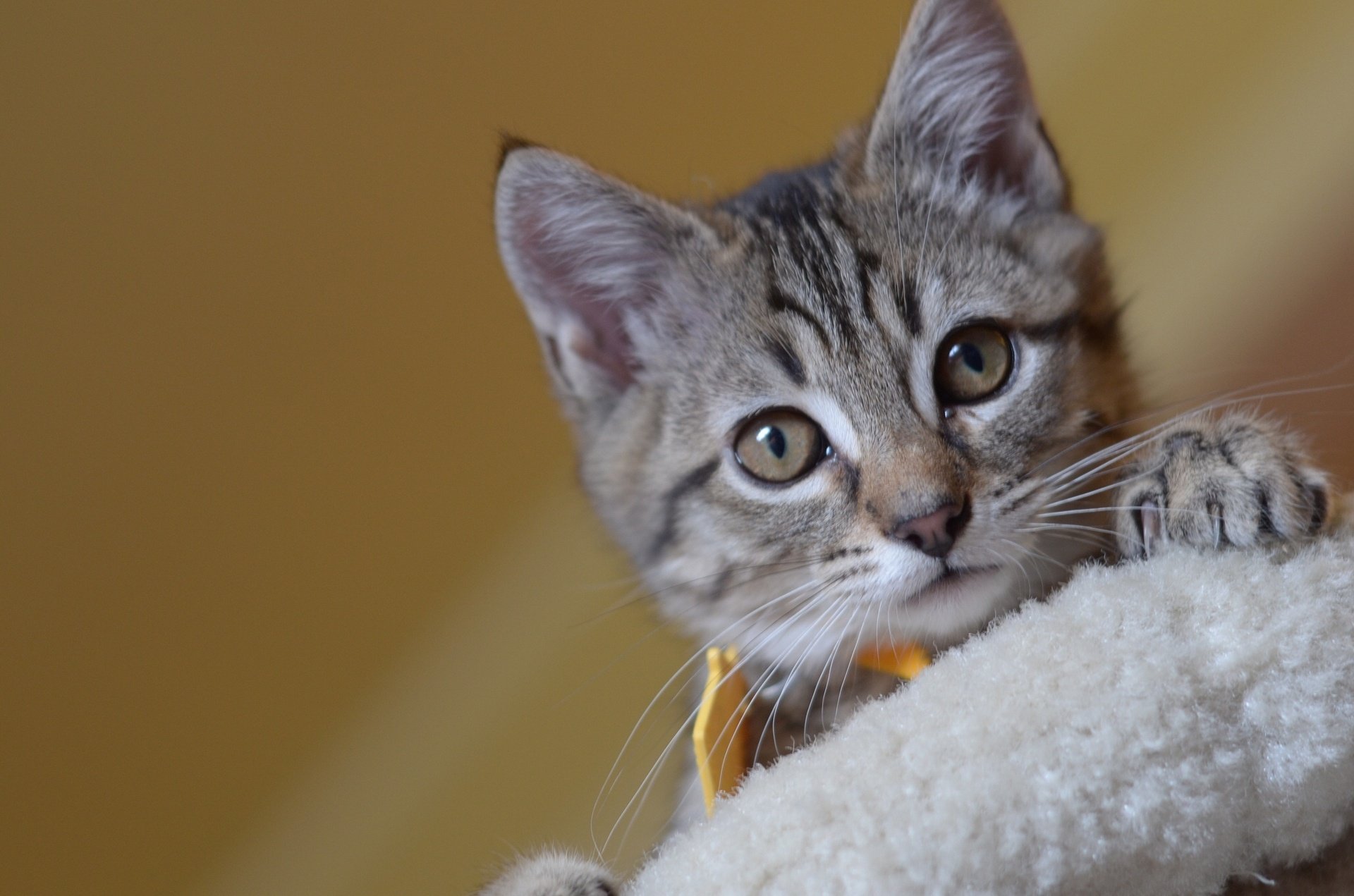 Tabby kitten peeking over a soft white perch against a warm golden backdrop — HD PC desktop wallpaper/background