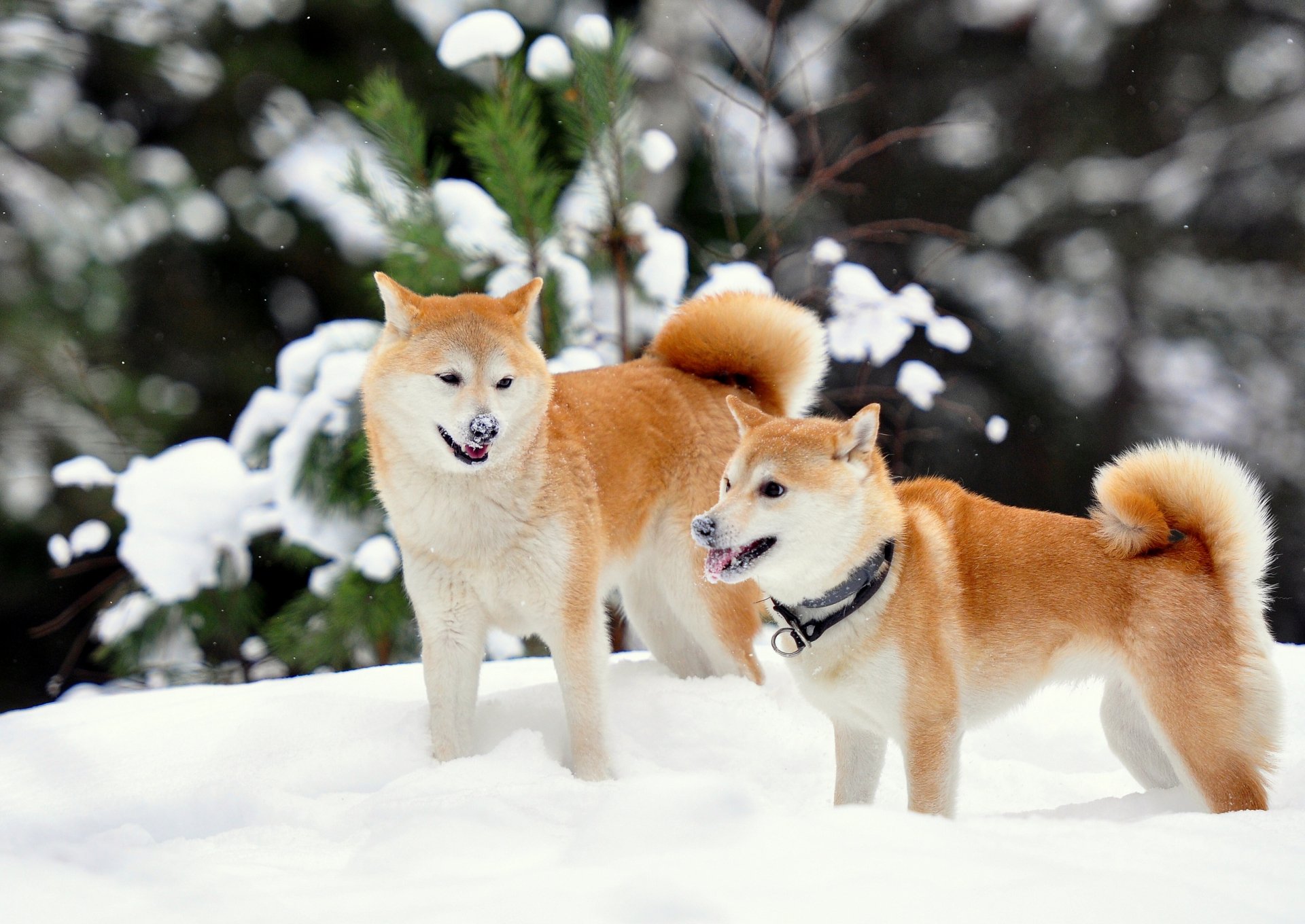 Two Shiba Inu dogs play in a snowy landscape, surrounded by soft white snow and evergreen trees. This HD image serves as a vibrant desktop wallpaper.