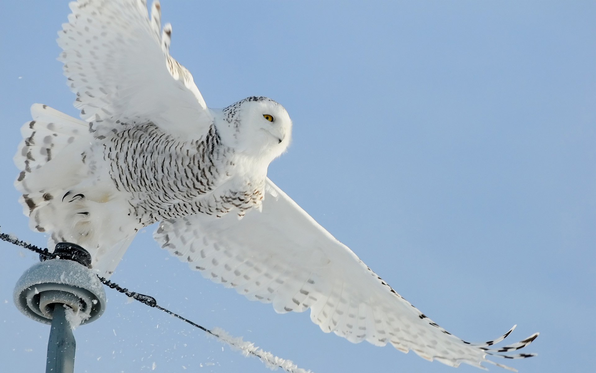 HD PC desktop wallpaper of a snowy owl in flight against a clear blue sky, showcasing its white feathers and striking patterns.