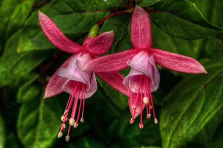 Vibrant fuchsia flowers bloom against lush green foliage, showcasing the beauty of nature in this HD desktop wallpaper and background.