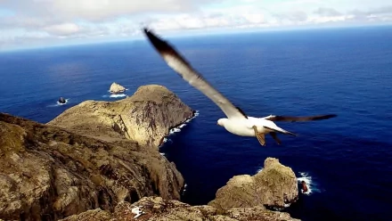 HD PC desktop wallpaper/background showing a seagull (animal) soaring over rugged coastal cliffs and a deep blue ocean under a bright sky.