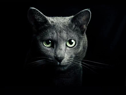 Close-up of a gray cat's head with striking green eyes against a black background, rendered in 4K Ultra HD for a PC desktop wallpaper.