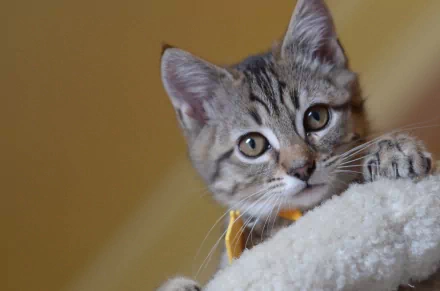 Tabby kitten peeking over a soft white perch against a warm golden backdrop — HD PC desktop wallpaper/background