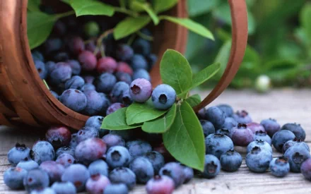 HD PC desktop wallpaper featuring fresh blueberries spilling from a rustic basket onto a wooden surface, surrounded by green leaves.