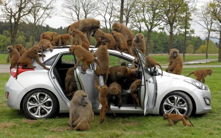 HD desktop wallpaper featuring a group of olive baboons climbing and surrounding a white car in a grassy outdoor setting.