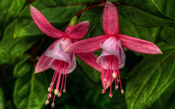 Vibrant fuchsia flowers bloom against lush green foliage, showcasing the beauty of nature in this HD desktop wallpaper and background.