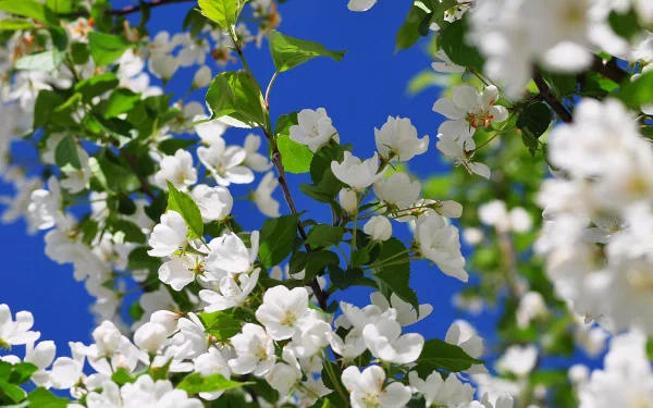 HD PC desktop wallpaper featuring bright white blossoms on green leafy branches against a vivid blue sky, showcasing the beauty of nature in full bloom.