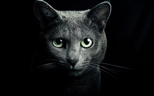 Close-up of a gray cat's head with striking green eyes against a black background, rendered in 4K Ultra HD for a PC desktop wallpaper.