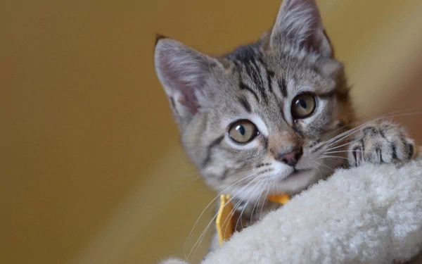 Tabby kitten peeking over a soft white perch against a warm golden backdrop — HD PC desktop wallpaper/background