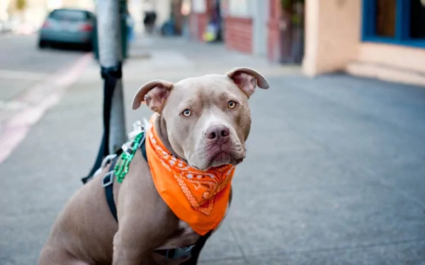 HD desktop wallpaper of a pit bull on a city street, wearing an orange bandana and a harness.
